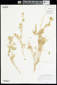 Atriplex canescens image