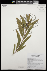 Acacia longifolia image