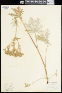 Potentilla gracilis image