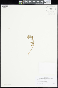 Image of Afrohybanthus enneaspermus