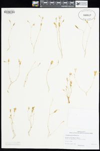 Calandrinia primuliflora image