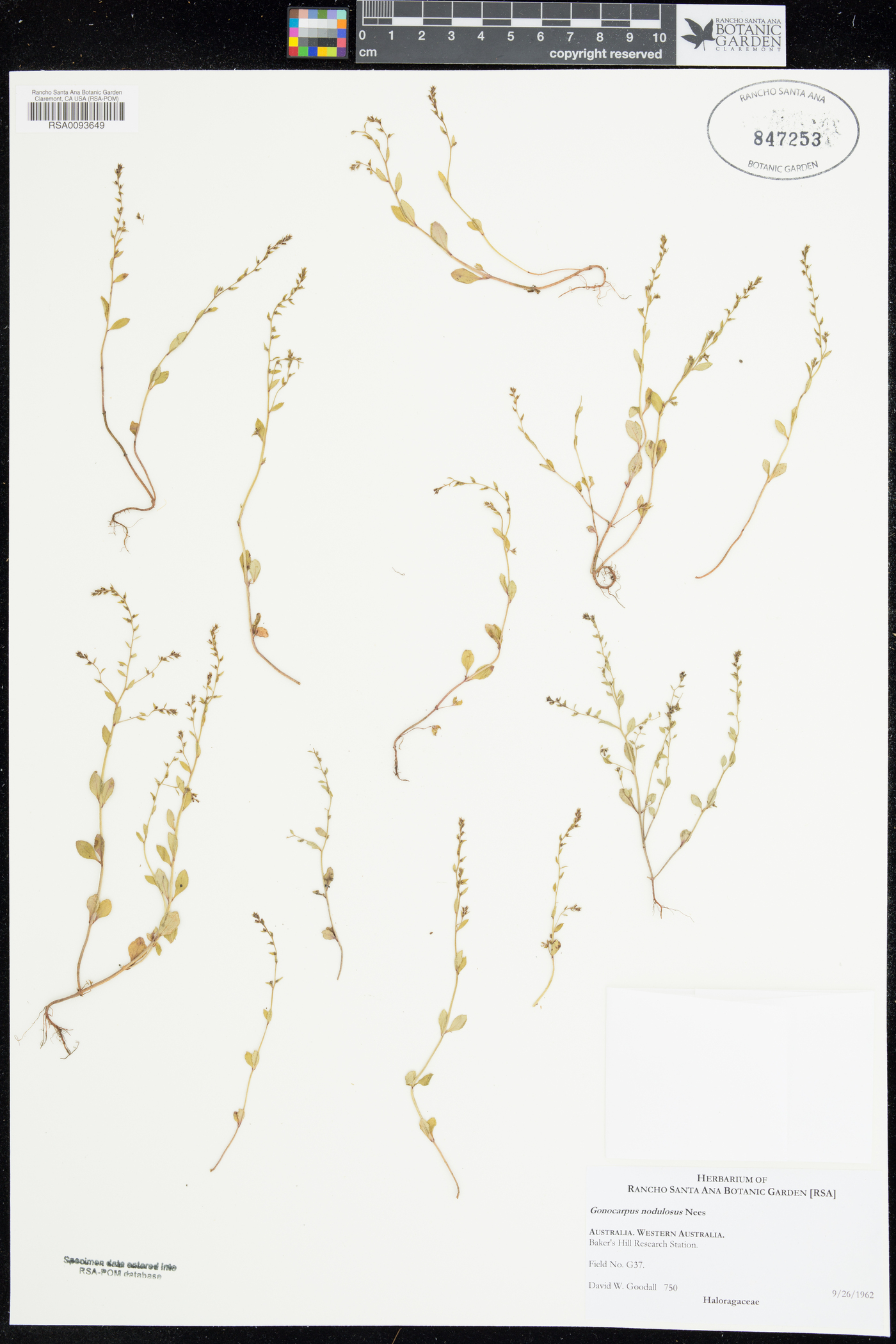 Gonocarpus nodulosus image