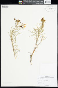 Image of Cheiranthera filifolia