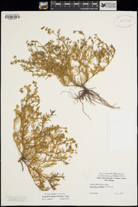 Spergularia marina image