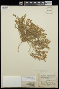 Spergularia bocconi image
