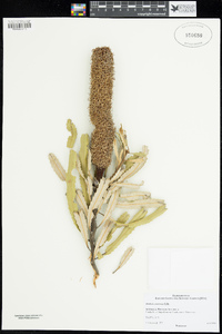 Image of Banksia attenuata