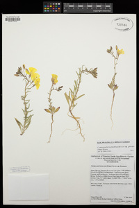 Camissonia kernensis subsp. gilmanii image