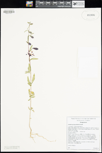 Clarkia springvillensis image
