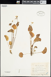 Claytonia sibirica image