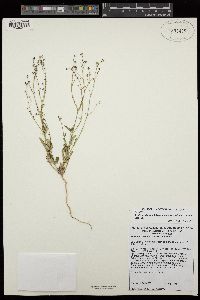 Boerhavia triquetra var. intermedia image