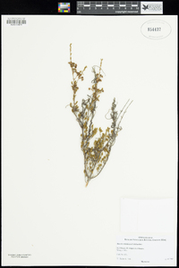 Image of Baeckea muricata