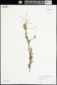 Image of Baeckea preissiana