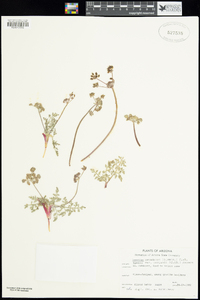 Lomatium nevadense image