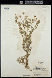 Anthemis cotula image