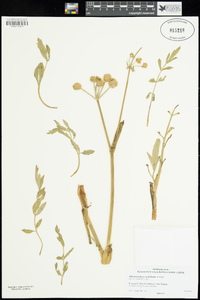 Angelica capitellata image