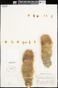 Image of Mammillaria angelensis