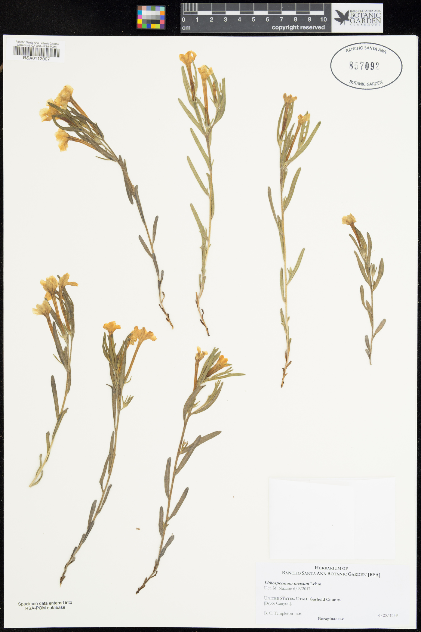 Lithospermum incisum image