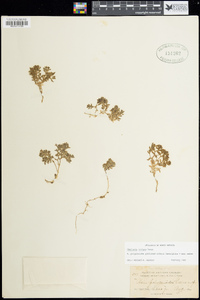 Image of Stellaria irrigua