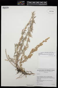 Artemisia ludoviciana subsp. incompta image