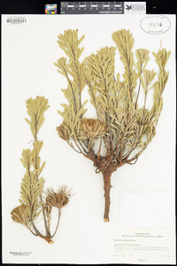 Image of Banksia tridentata