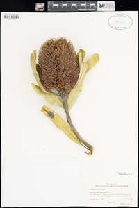 Image of Banksia menziesii