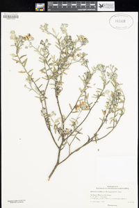 Image of Billardiera viridiflora