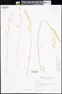 Thysanocarpus laciniatus image