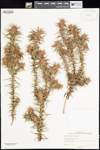 Andersonia echinocephala image