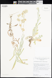 Pseudognaphalium luteoalbum image