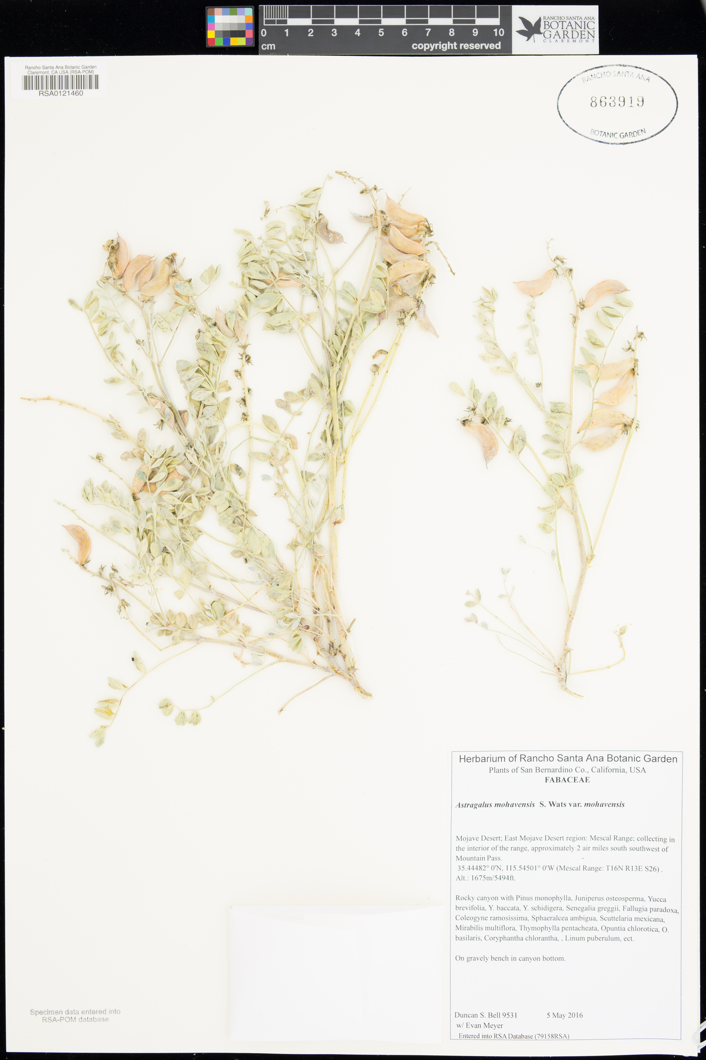 Astragalus mohavensis var. mohavensis image