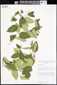 Apocynum cannabinum image