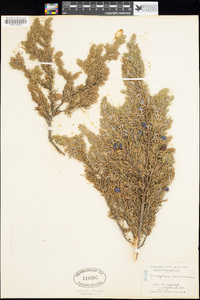 Juniperus communis image