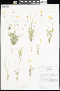 Eschscholzia papastillii image