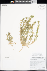 Camissoniopsis hardhamiae image