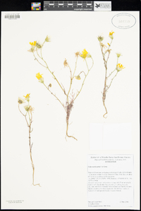 Calycoseris parryi image