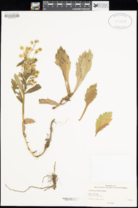 Image of Artemisia pedunculosa
