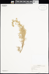 Image of Artemisia kitadakensis