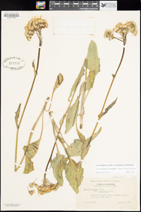 Senecio integerrimus image