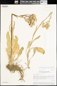 Senecio integerrimus var. major image