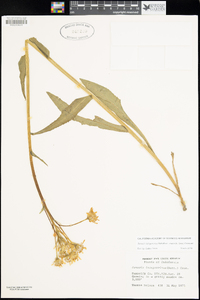 Senecio integerrimus var. major image