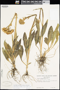 Senecio integerrimus image