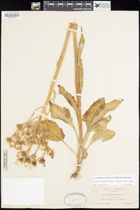 Senecio integerrimus var. major image