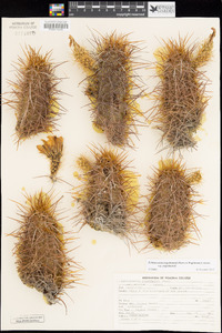 Echinocereus engelmannii image