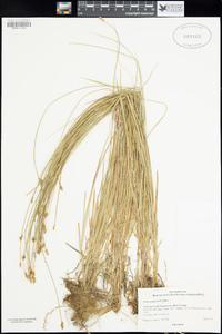 Carex jonesii image