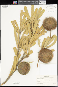 Image of Banksia laevigata