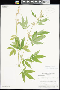 Cannabis sativa image