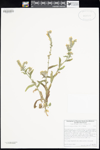 Amsinckia menziesii image