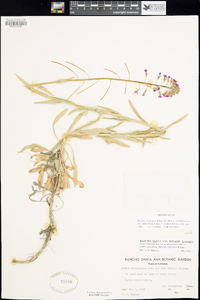 Boechera californica image