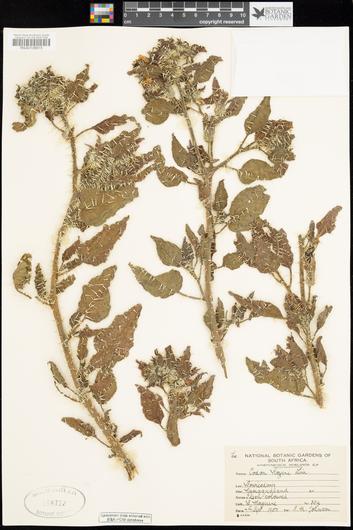 Codonaceae image