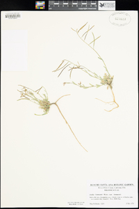 Boechera lemmonii image